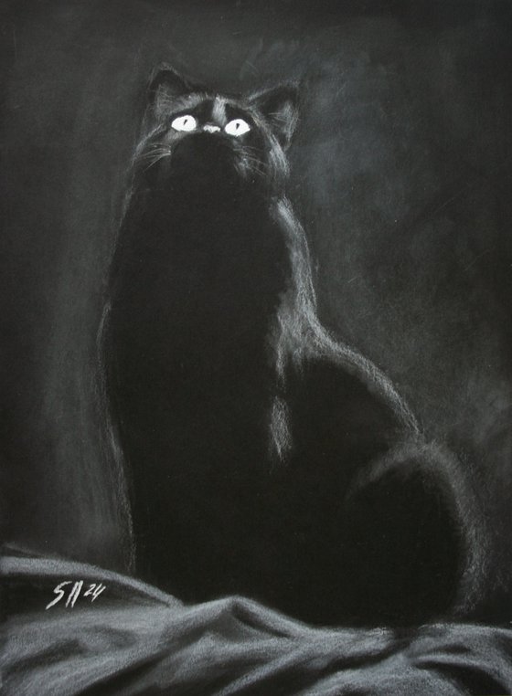 Black cat