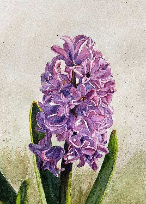Pink hyacinth