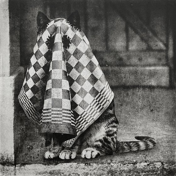 Ghost Cat