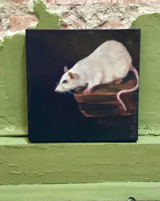 White Rat Animals collection