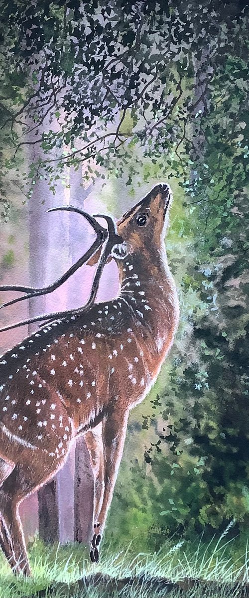 Wild Deer (Dawn) by Darren Carey