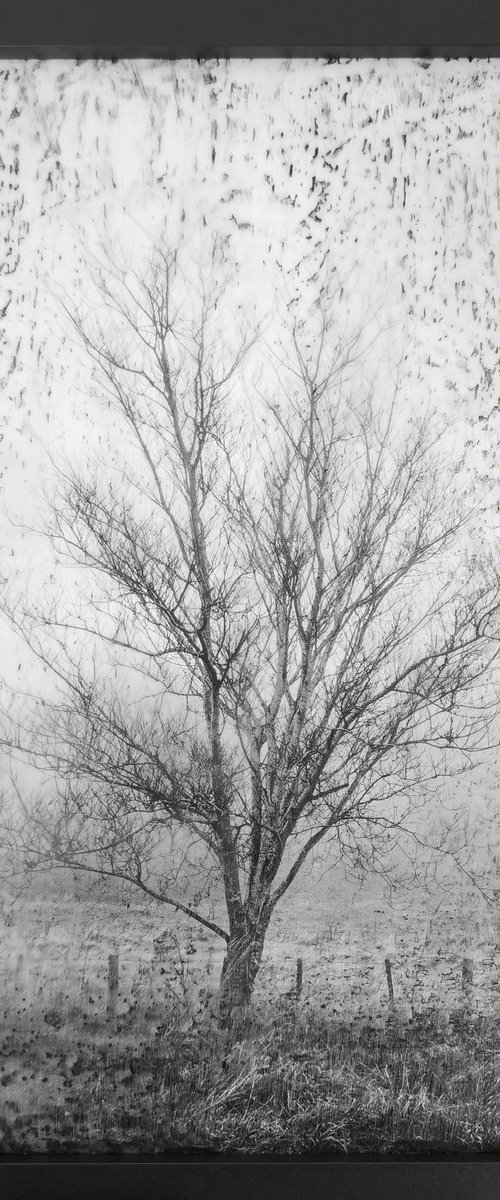 Morning Fog by Roseanne Jones