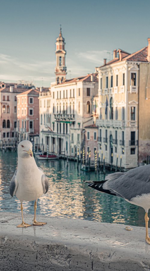 VENICE, THE NATURE by Fabio Accorrà