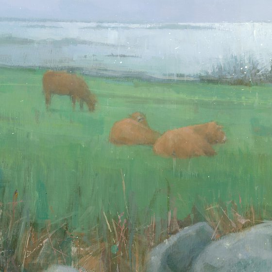 Tresco Cows