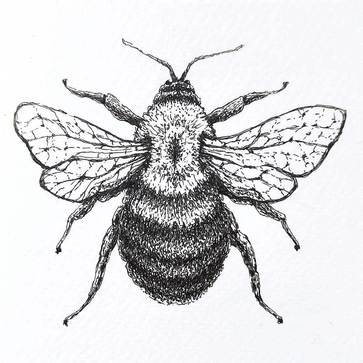 Honeybee by Yana Dulger