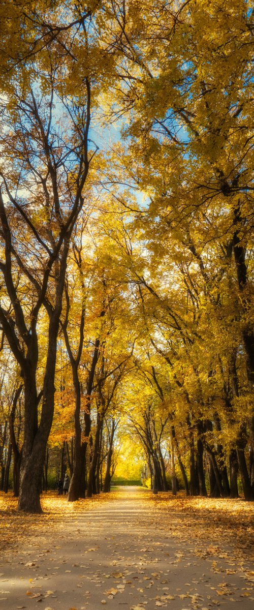 Golden alley by Vlad Durniev