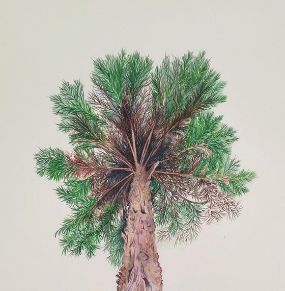 Himalayan Cedar tree