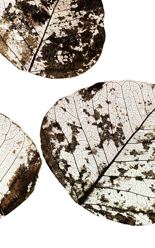 Fallen Leaves #0 | Limited Edition Fine Art Print 1 of 10 | 75 x 50 cm by Tal Paz-Fridman