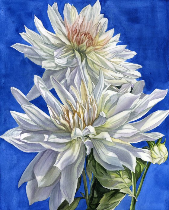 white dahlia in blue