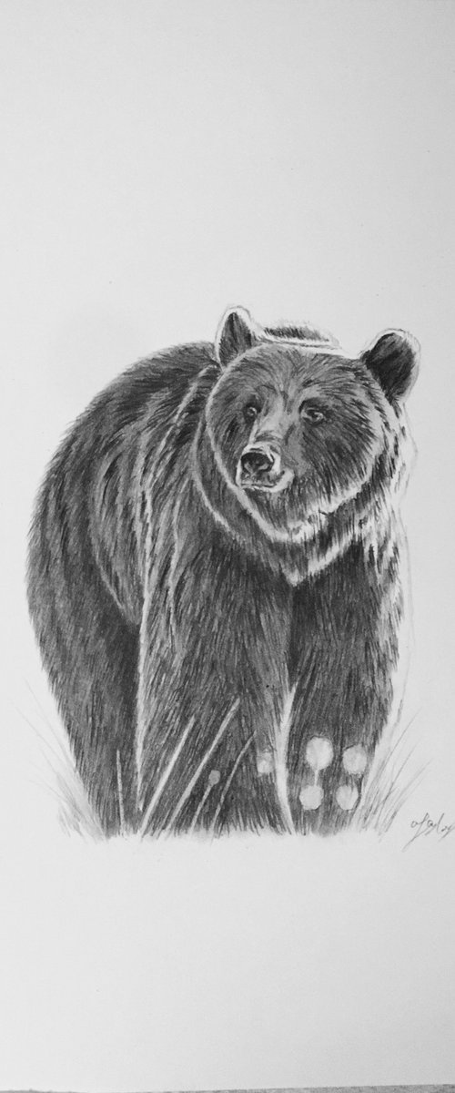 Bear by Amelia Taylor