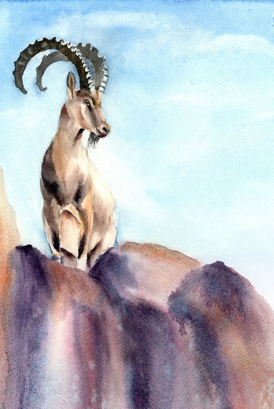 Ibex on the Heights