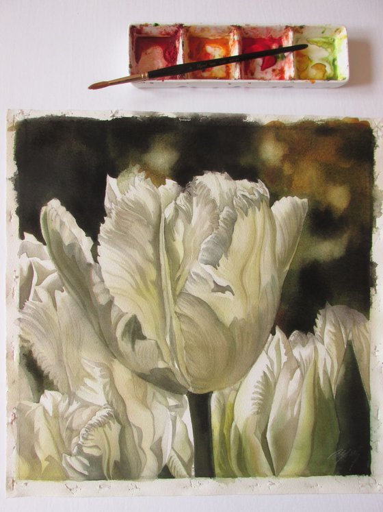 white parrot tulips in spring