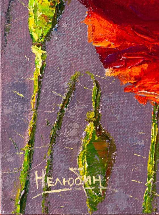 Red poppy