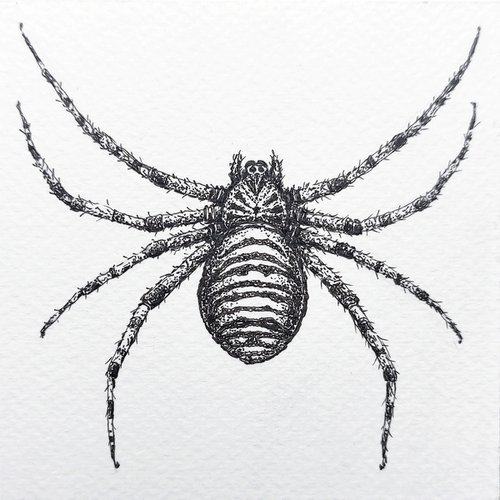 "spider" by Yana Dulger