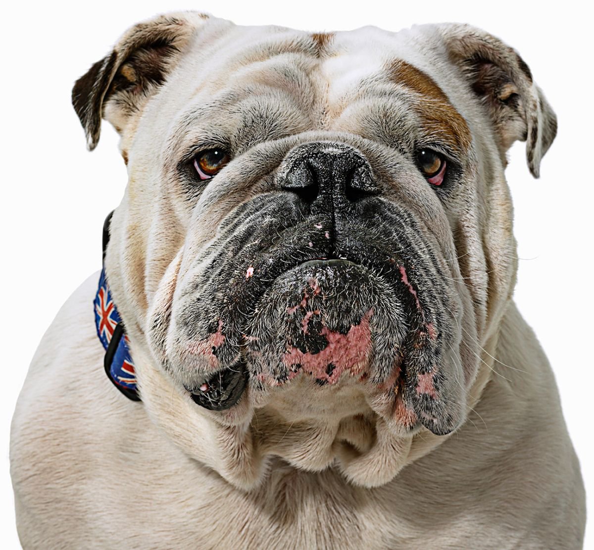 Photorealistic Animal Photograph By Gandee Vasan, 43 X 43, British Bulldog, Original Artwork