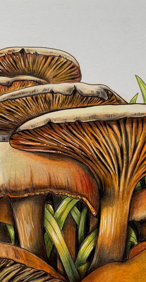 Sunlit ‘shrooms by Karen Elaine  Evans