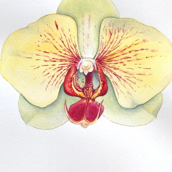 Two orchids. A series of original watercolour artwork.