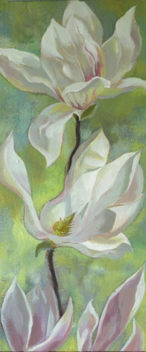 Springtime for magnolia by Alfred  Ng