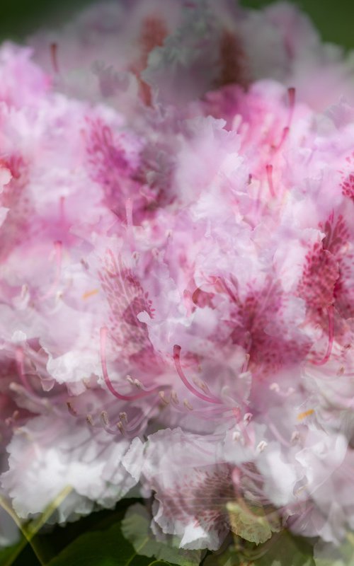 Pink 3 by Dieter Mach
