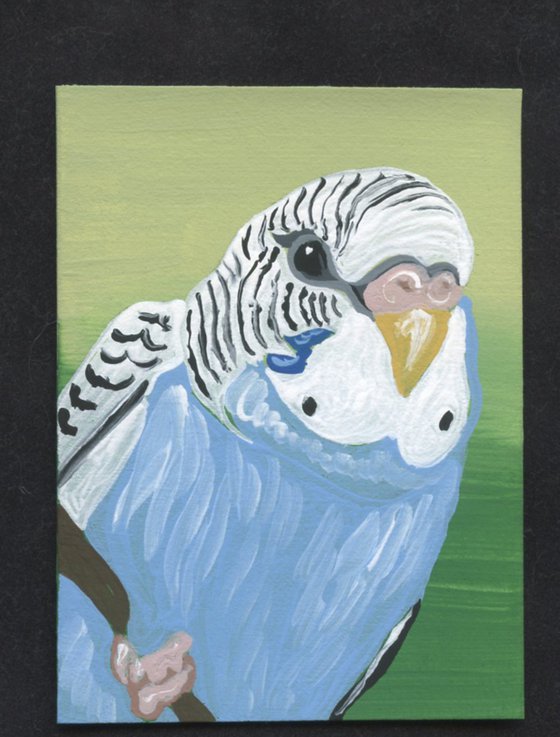 ACEO ATC Original Miniature Painting Blue Budgie Parakeet Parrot Pet Bird Art-Carla Smale