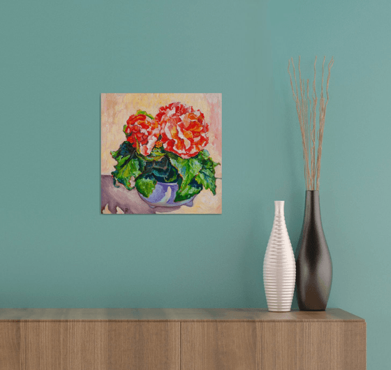 Begonia