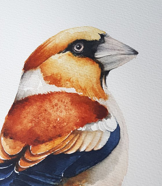 Hawfinch,  birds, wildlife watercolours