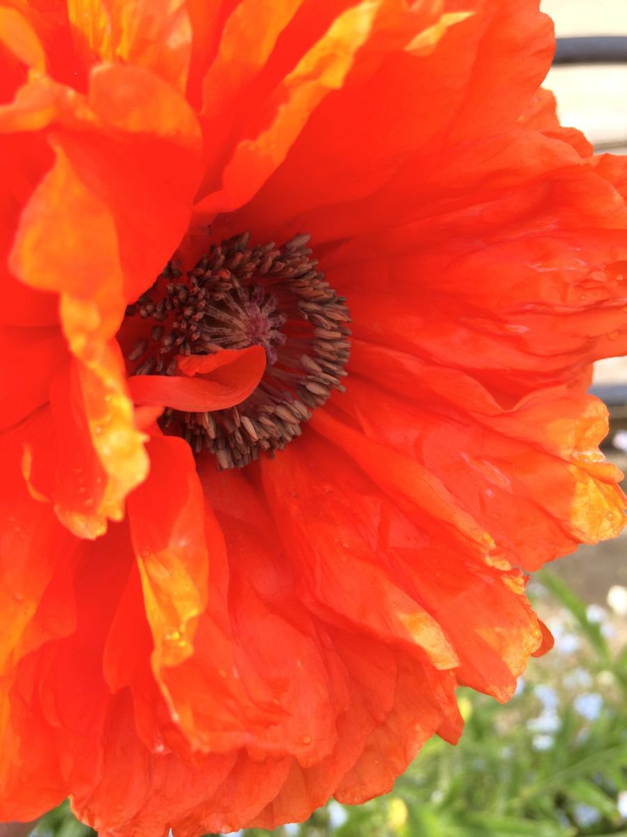 Bright Poppy, Side View by Barbara Storey