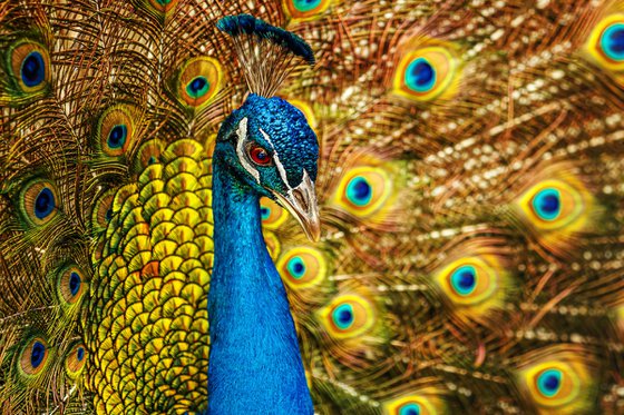 Peacock