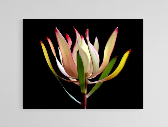 Leucadendron