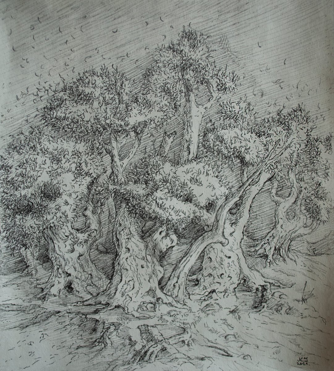 Illustrative Ink Drawing , Olive Grove I By Nikola Ivanovic, 8 X 9, Artwork For Sale On Artfinder
