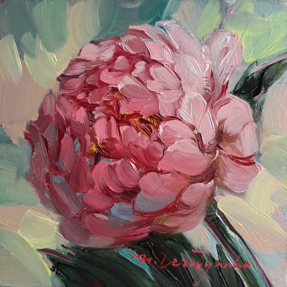 Peony flower