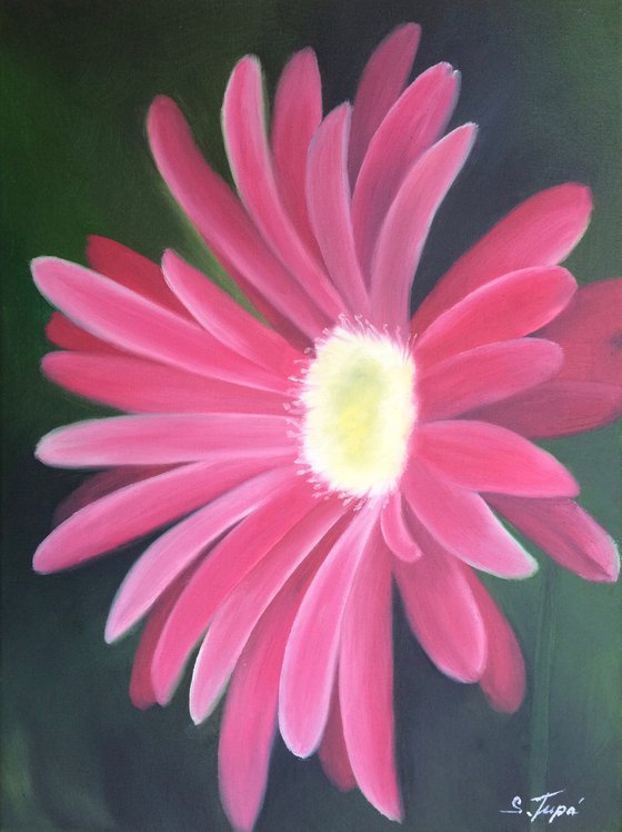 Pink Gerbera