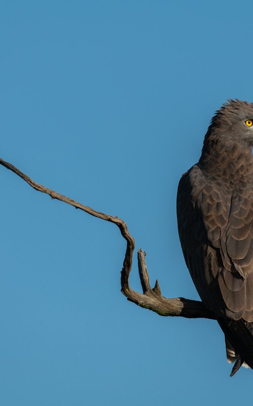 The Eagle Has Landed by Nick Dale