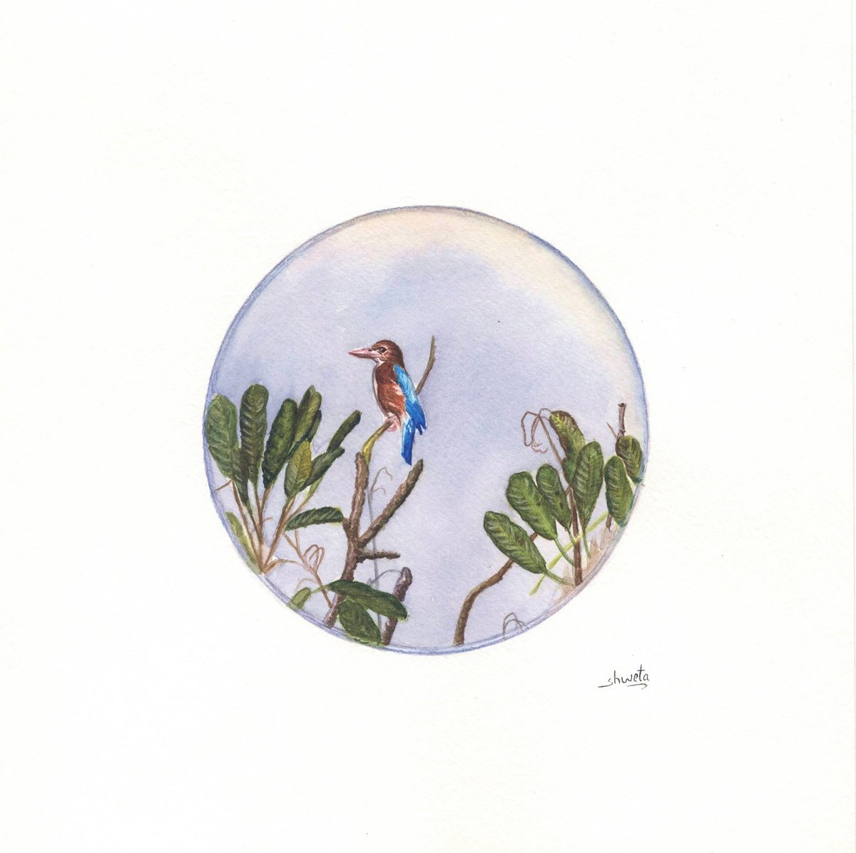 Shweta Mahajan | Original  Watercolour | Blue-Eared Kingfisher | 20 X 20Cm | Artwork For Sale On Artfinder
