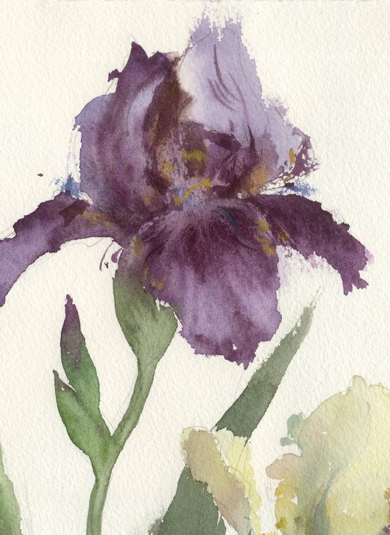 Purple and cream irises. Tender flowers