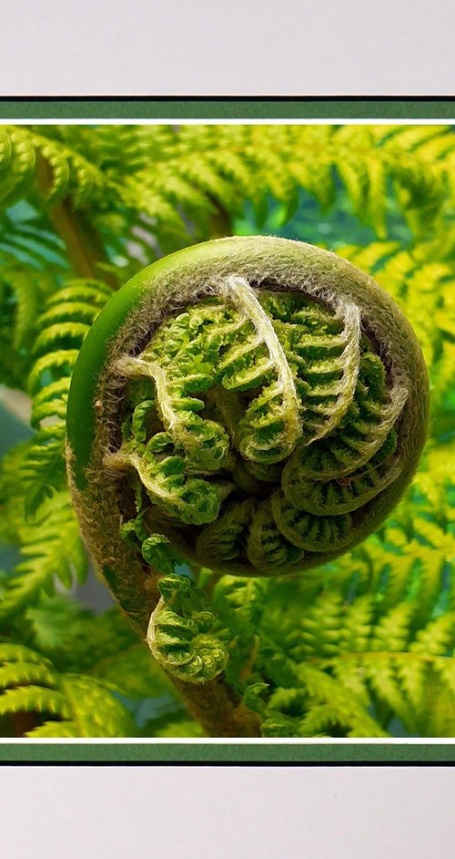 Tree fern by Robin Clarke