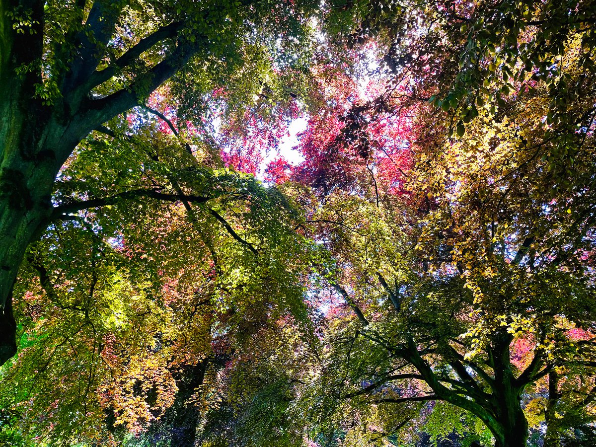 Impressionistic Spring Canopy by Alex Cassels