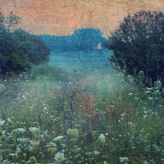 Morning, mist, blooming meadow. Summertime.