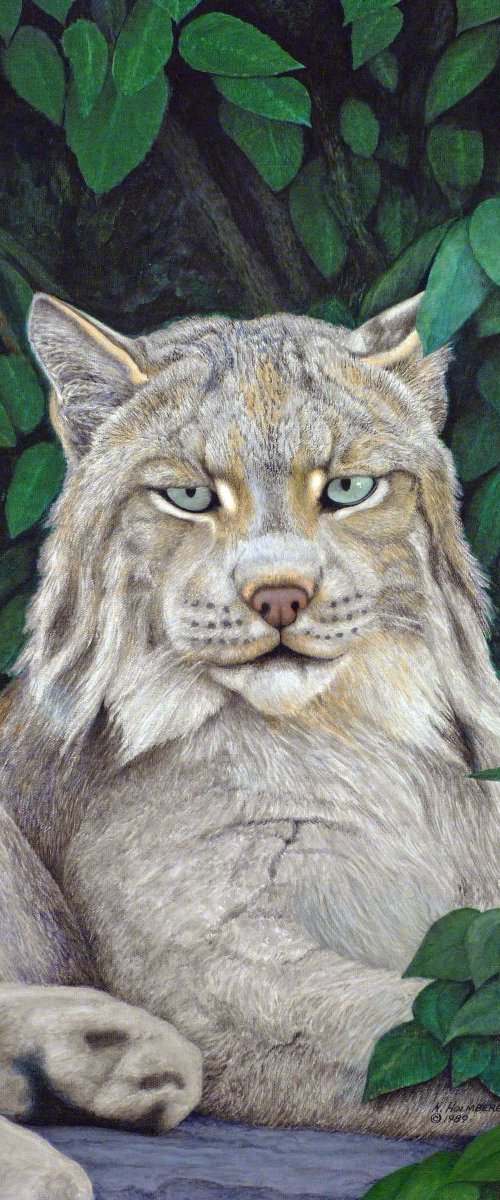 Lynx by Norman Holmberg