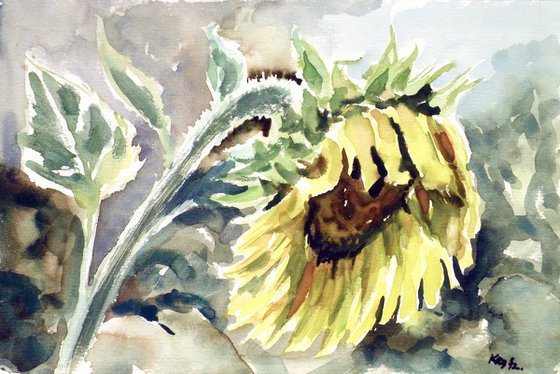 Sunflower