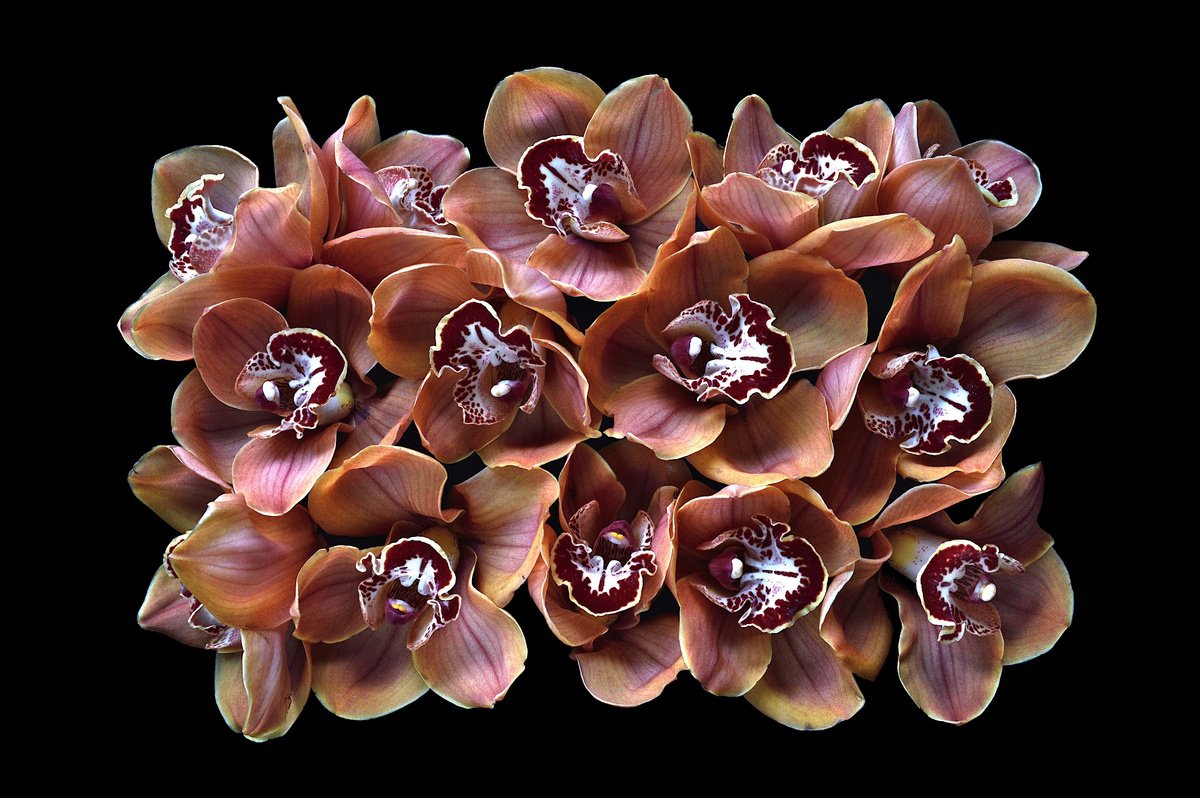 Cymbidium Orchids by Nadia Culph