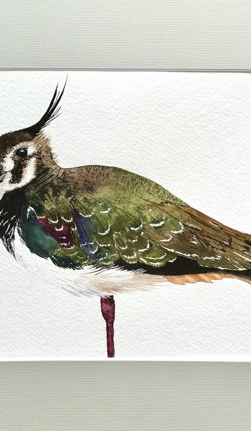 Vanellus Lapwing Avefria by Yuliia Sharapova