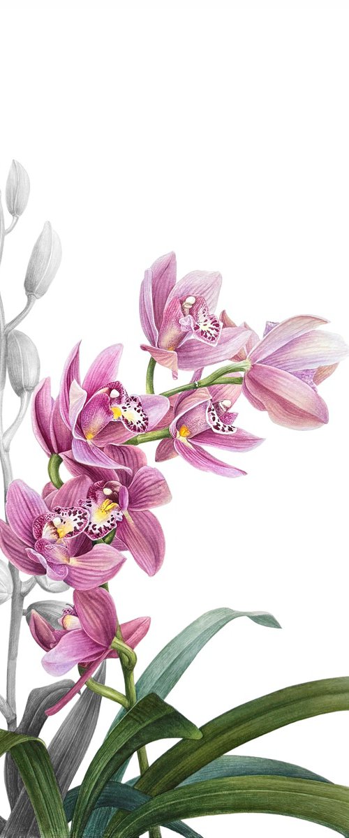 Cymbidium orchid by Yuliia Prokopchuk