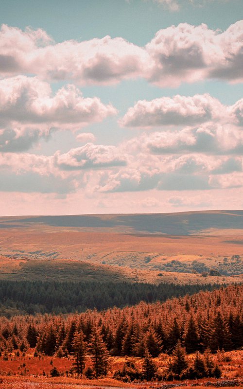 Dartmoor forest - A4 by Kerry Gerdes