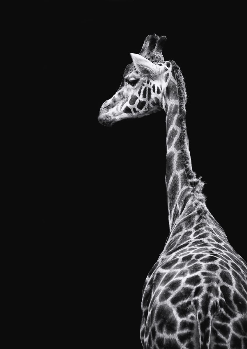 Photorealistic Photograph , Following Giraffe By Paul Nash, 16 X 24, Artwork For Sale On Artfinder