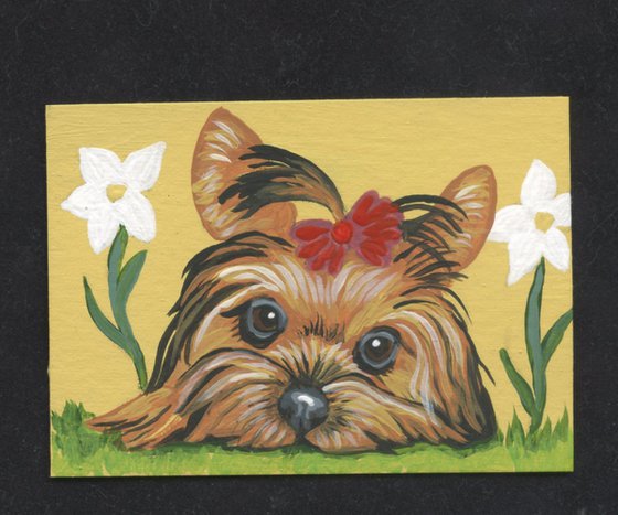 ACEO ATC Original Miniature Painting Yorkshire Terrier Yorkie Pet Dog Art-Carla Smale