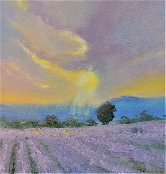 Lavender evening