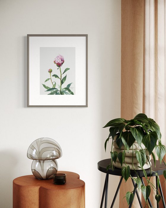 Young Peony