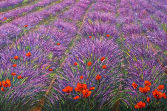 Purple lavender field