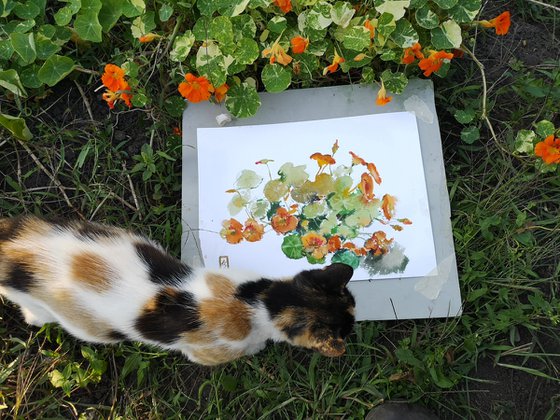 Nasturtium